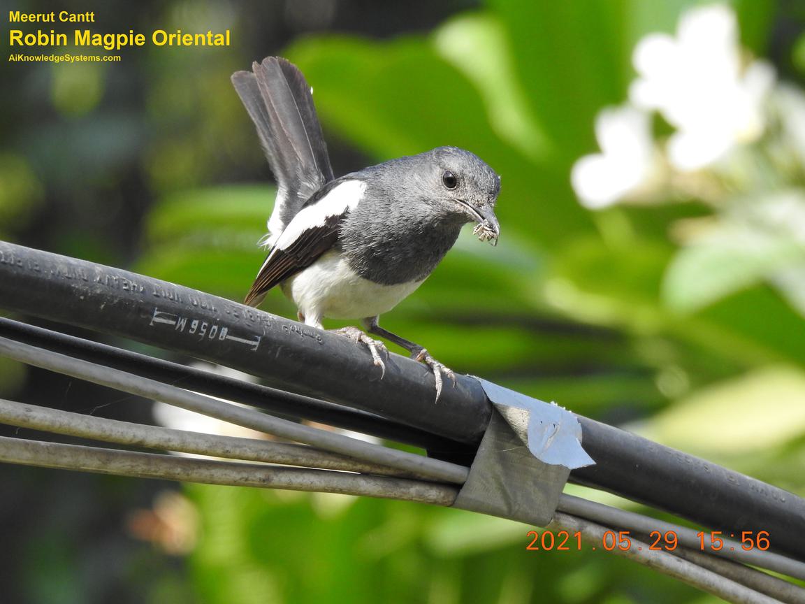 Magpie Robin (63) Coming Soon